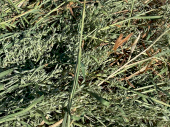 100 x Oaten Hay 400kg 4x4 Round Bales