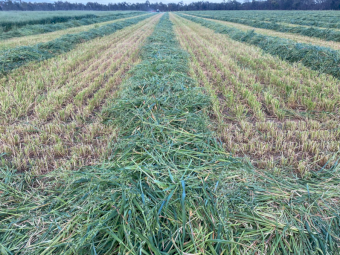 100 x Oaten Hay 400kg 4x4 Round Bales