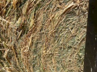 400 x Vetch Oaten Hay 420kg 4x4 Rolls