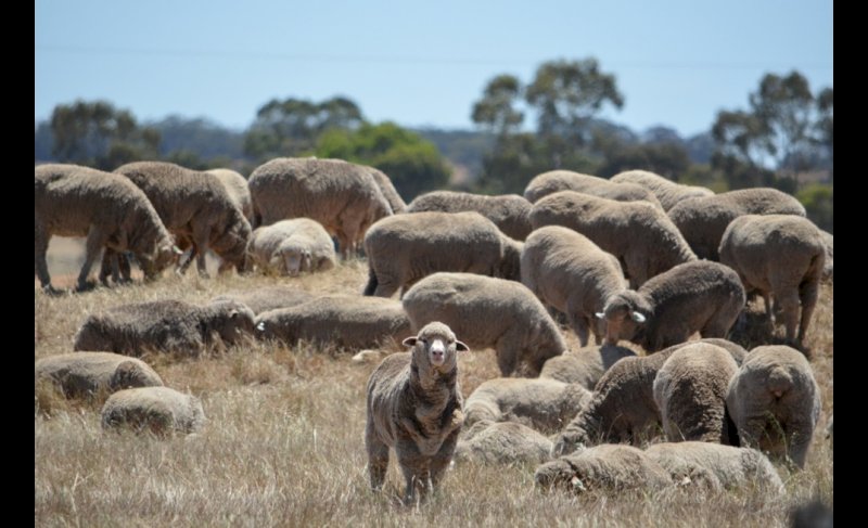 WANTED Straw paddocks for 600 Merino Ewes