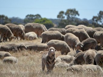 WANTED Straw paddocks for 600 Merino Ewes