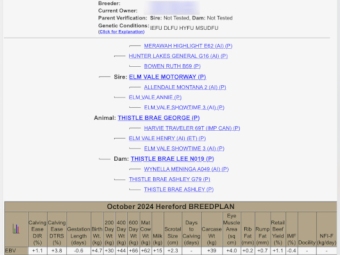 Poll Hereford Stud Bull (Thistle Brae George)