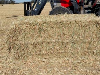 60m/t New Season Oaten Hay (2024)