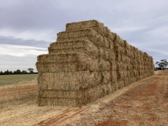 300 mt Wheaten Hay 24/25 Season