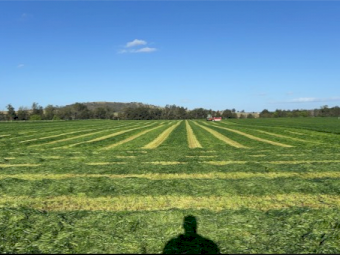 Ryegrass Lucerne Silage Round Bales