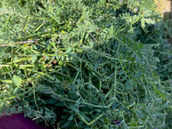 100mt Vetch Hay 720kg 8x4x3 Bales