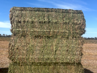 100mt Vetch Hay 720kg 8x4x3 Bales