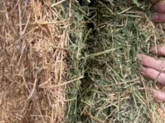 1000 x Lucerne Hay Small Squares