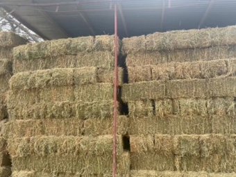 1000 x Lucerne Hay Small Squares