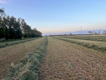 1000 X Lucerne Hay Small Square Bales