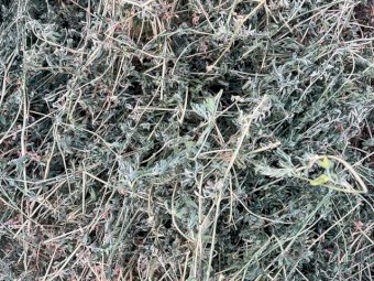 1000 X Lucerne Hay Small Square Bales