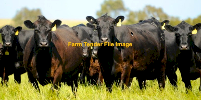 50 x Cows and Calves
