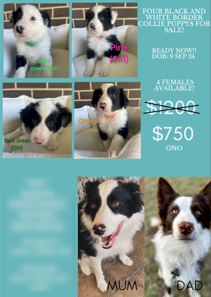 Border collie puppies