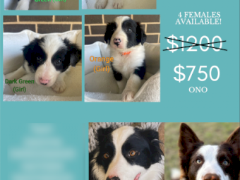 Border collie puppies