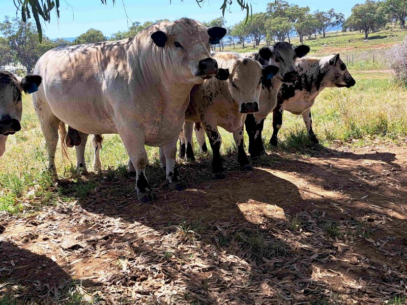 Speckle Park F1S Terminal