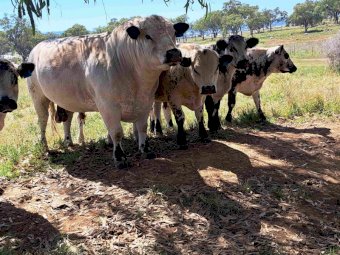 Speckle Park F1S Terminal