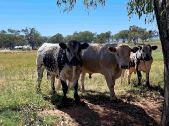 Speckle Park F1S Terminal