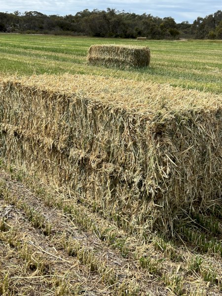 Wheaten Hay 700kg 8x4x3 Bales