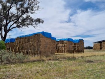 175m/t Organic Oaten Rye Grass Hay