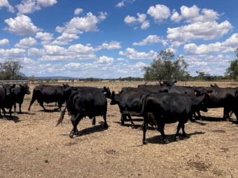 Angus Cows and Calves