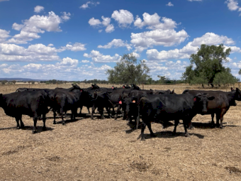 Angus Cows and Calves