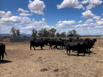 Angus Cows and Calves