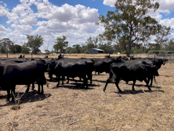 Angus Cows and Calves