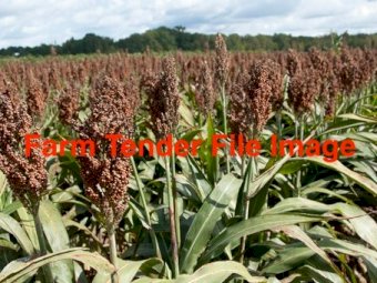 WANTED XF Sorghum