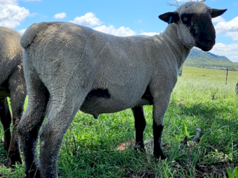 Hampshire Down Rams x 6