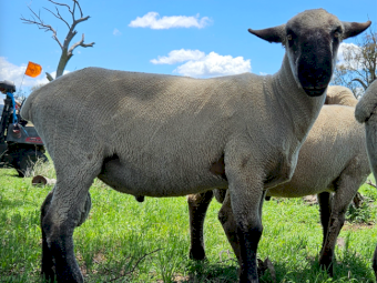 Hampshire Down Rams x 6