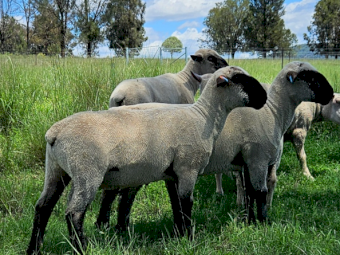 Hampshire Down Rams x 6