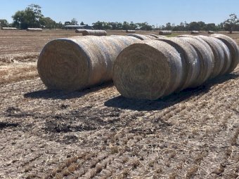 350 x Barley Hay 5x4 Round Bales