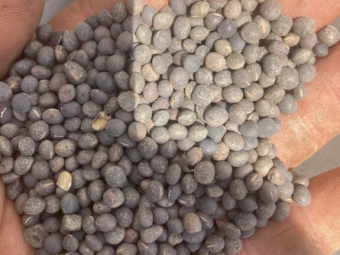 50mt Morava Vetch Seed