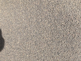 50mt Morava Vetch Seed