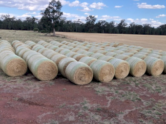 100 x Barley Straw 5x4 Rolls