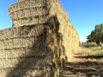 220mt Wheaten Hay 600-620kg 8x4x3 Bale