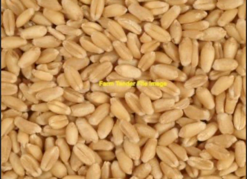10mt DS Wheat Seed