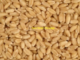 10mt DS Wheat Seed