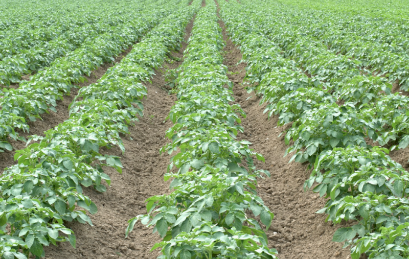 Potassium Sulphate Granular