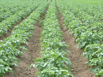 Potassium Sulphate Granular