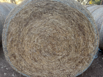 700 x Pasture Hay 5x4 Rolls