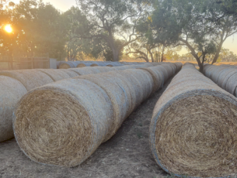 700 x Pasture Hay 5x4 Rolls