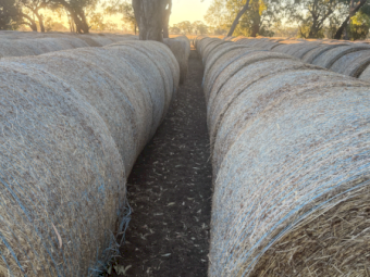 700 x Pasture Hay 5x4 Rolls