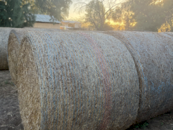 700 x Pasture Hay 5x4 Rolls