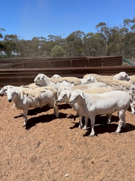 12 Australian White Rams
