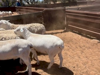 12 Australian White Rams