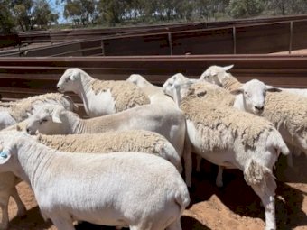 12 Australian White Rams