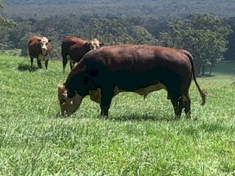 Poll Hereford Stud Bull (Thistle Brae Max)