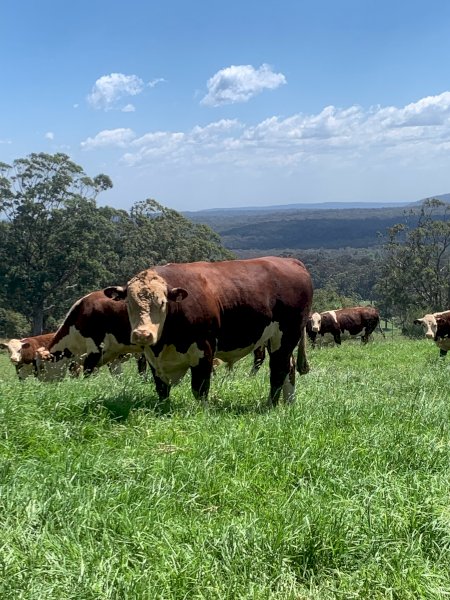 Poll Hereford Stud Bull (Thistle Brae George)