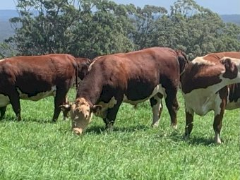 Poll Hereford Stud Bull (Thistle Brae George)